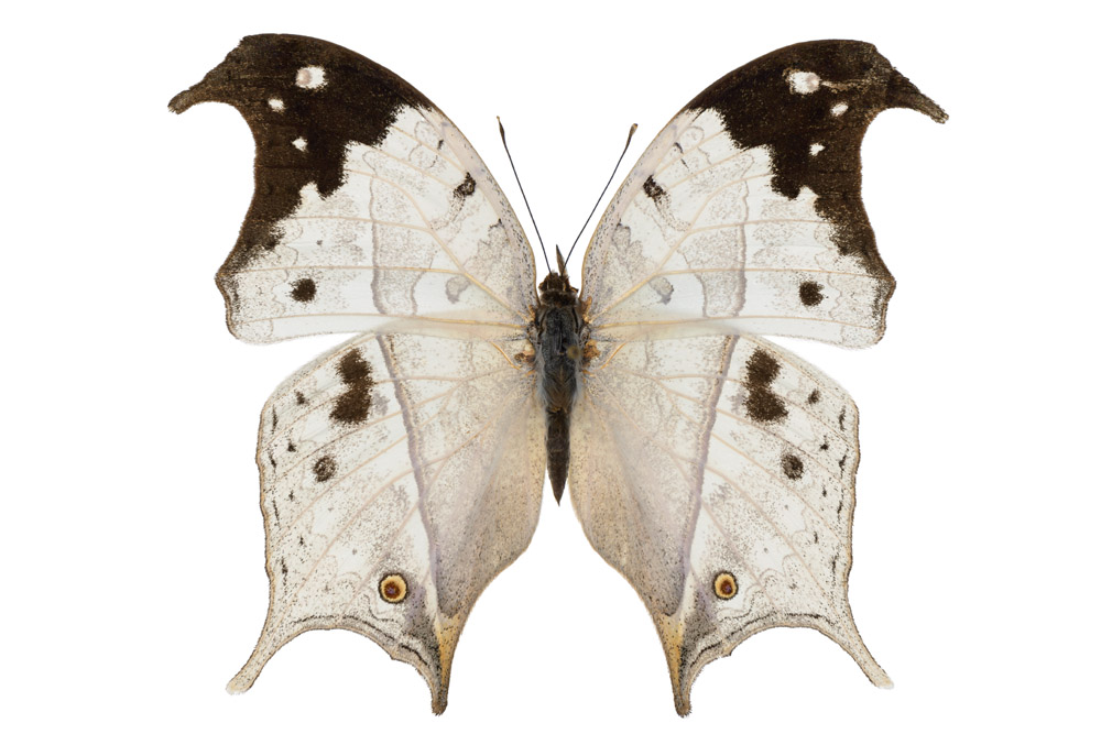 77 mm Flügelspannweite, Madagaskar